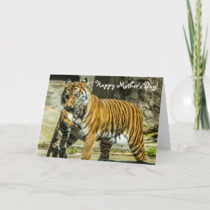 Carte de jour de tigre et de mère de CUB