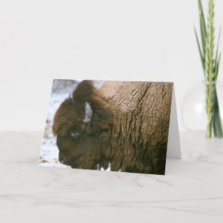 carte de Joyeux Noël de bison