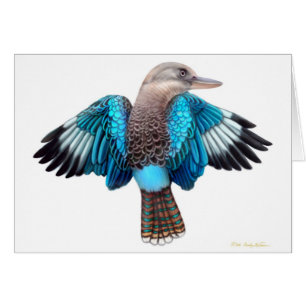 Carte de Kookaburra à ailes par bleu