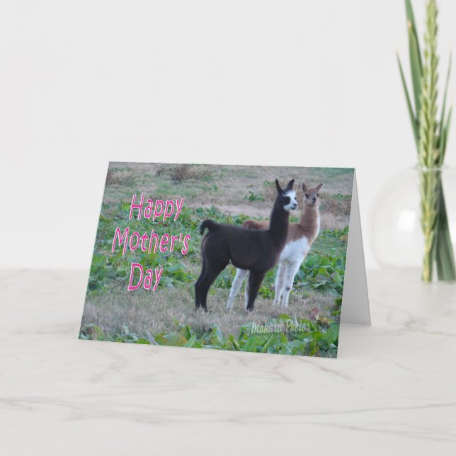 Carte de la fête des mères - enfants lama (Devant)