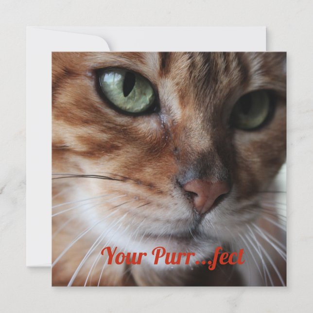 Carte de la Saint-Valentin avec photo de chat Beng (Devant)