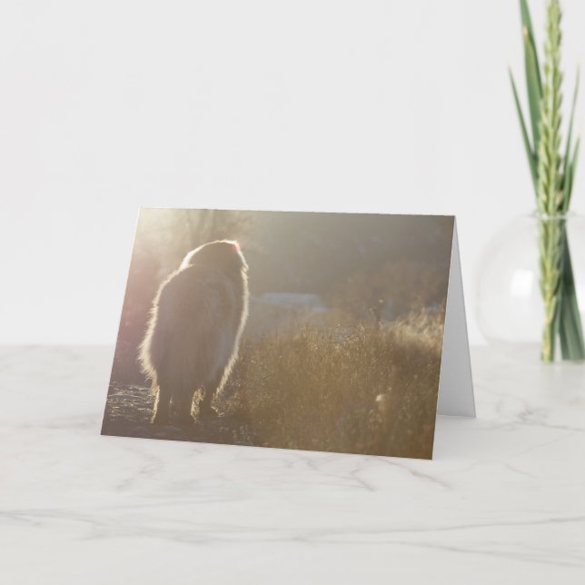 Carte de Leonberger Symapthy (Devant)