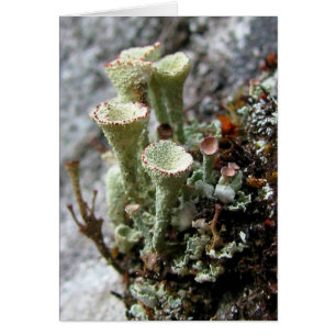 Carte de lichens