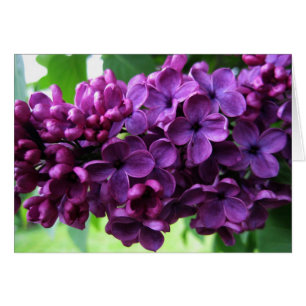 Carte de lilas