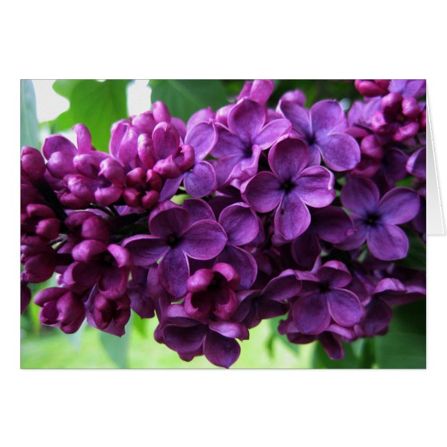 Carte de lilas (Devant horizontal)
