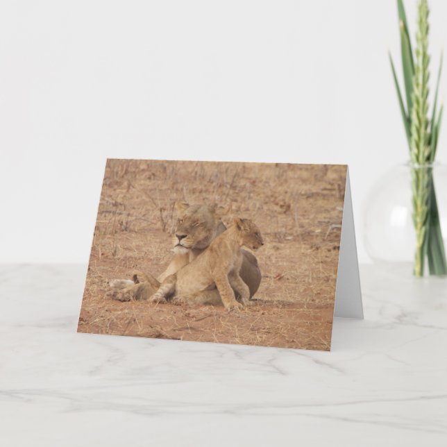 Carte de lion (Devant)