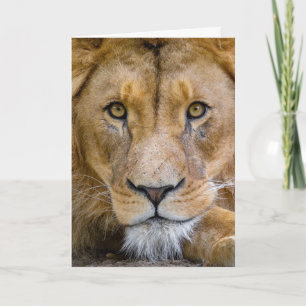 CARTE DE LION BLANK