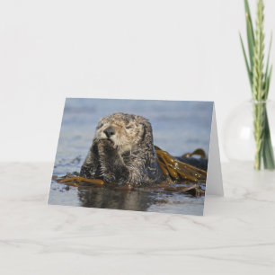 Carte de loutre de mer de la Californie - photo de