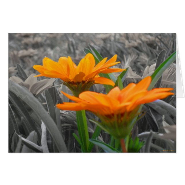 Carte de marais (Devant horizontal)