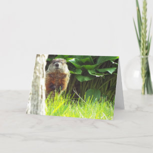 Carte de marmotte