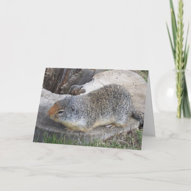 Carte de marmotte (Devant)