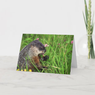 Carte de marmotte à trèfle
