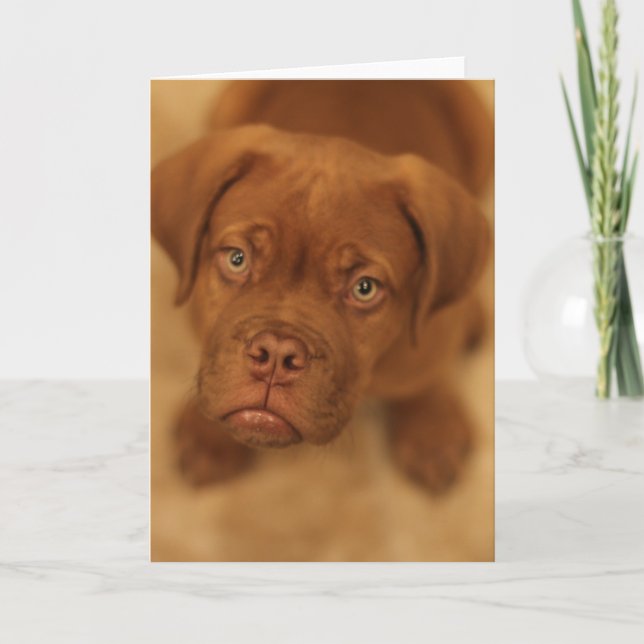 carte de mastiff de chiot de dogue de bordeaux (Devant)
