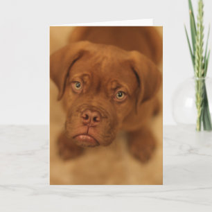 carte de mastiff de chiot de dogue de bordeaux