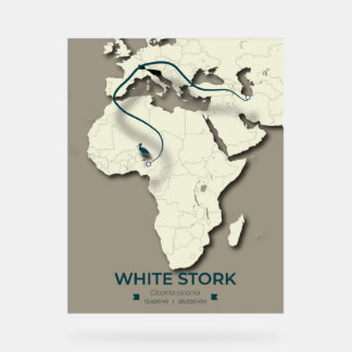 Carte de migration de la cigogne blanche - Vintage