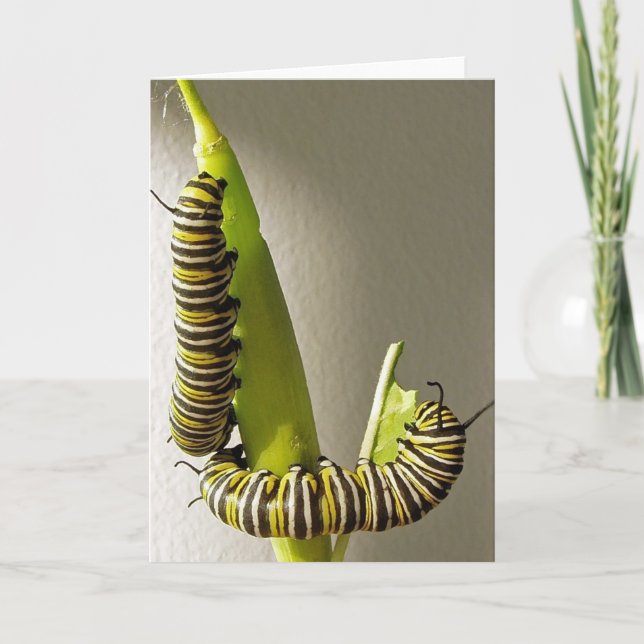 Carte de Monarch butterfly caterpillars (Devant)