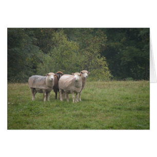 Carte de moutons