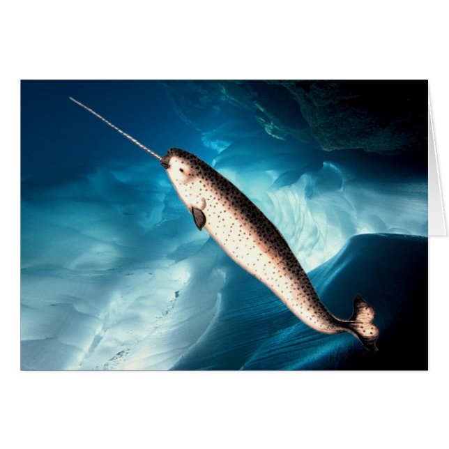 Carte de Narwhal (Devant horizontal)