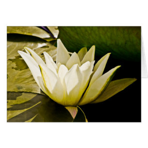 Carte de nénuphar