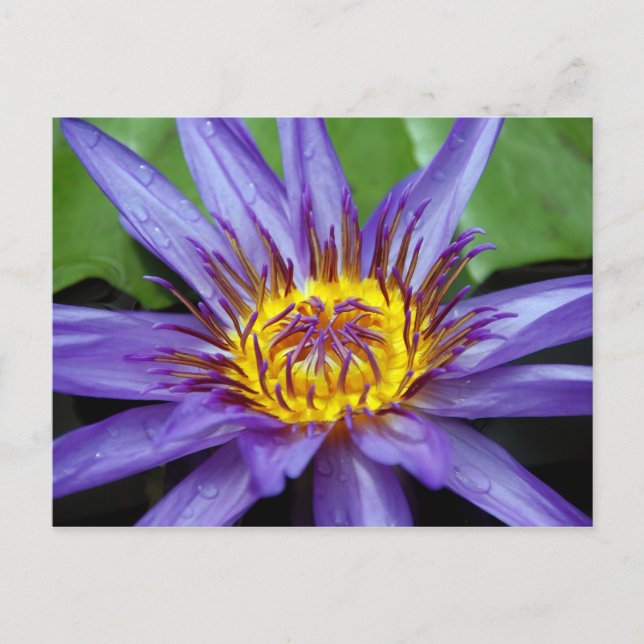 Carte de nénuphar (Devant)