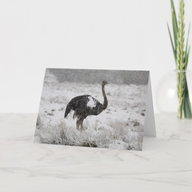 Carte de Noël - autruche (Devant)