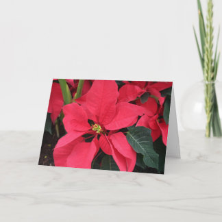 Carte de Noël avec Poinsettia rouge vif