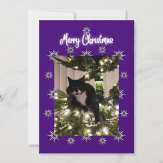 Carte de Noël avec un chat smoking sur l'arbre.
