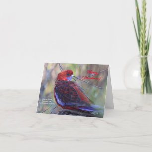 Carte de Noël avec un Rosella cramoisi.