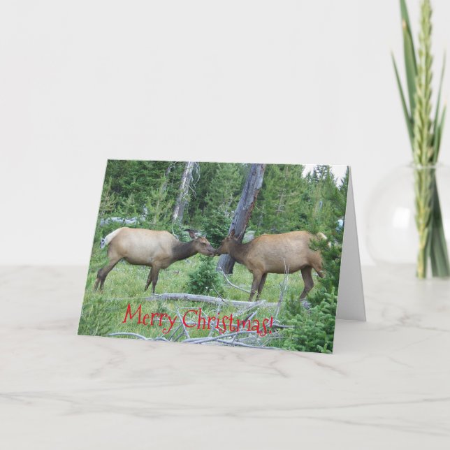 carte de noël avec wapiti de Yellowstone (Devant)