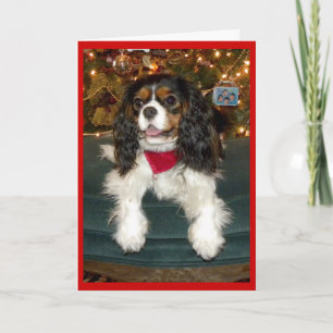 Carte de Noël Cavalier King Charles Spaniel