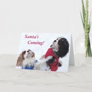 Carte de Noël Cavalier King Charles Spaniel