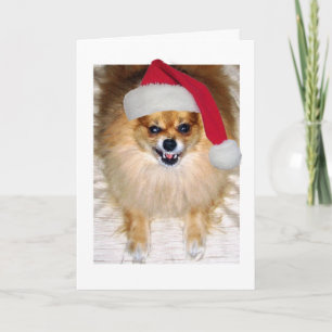 Carte de Noël   Chien Père Noël de Poméranie