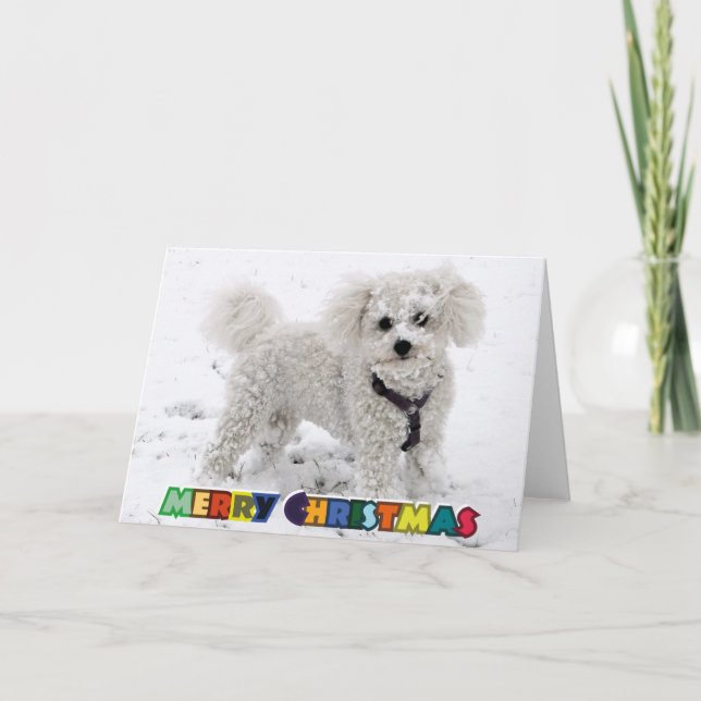 Carte de Noël de Bichon Frise (Devant)