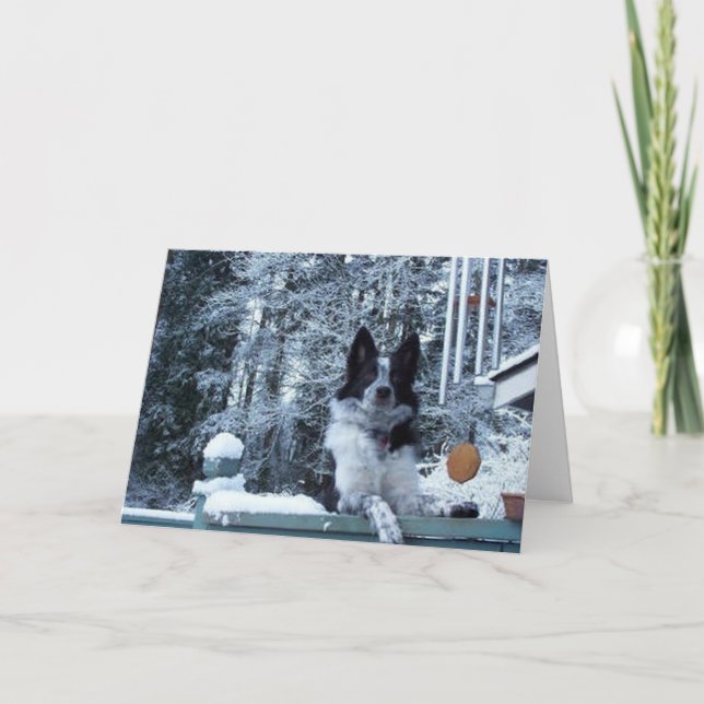 Carte de Noël de border collie (Devant)