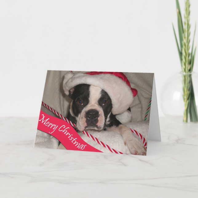 Carte de Noël de Boston Terrier (Devant)