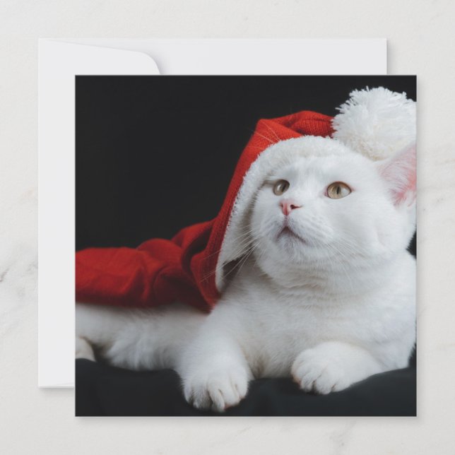 Carte de Noël de chat blanc (Devant)