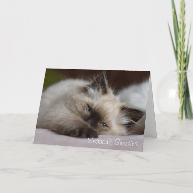 Carte de Noël de chaton de Ragdoll (Devant)