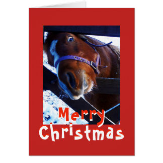 Carte de Noël de cheval curieux