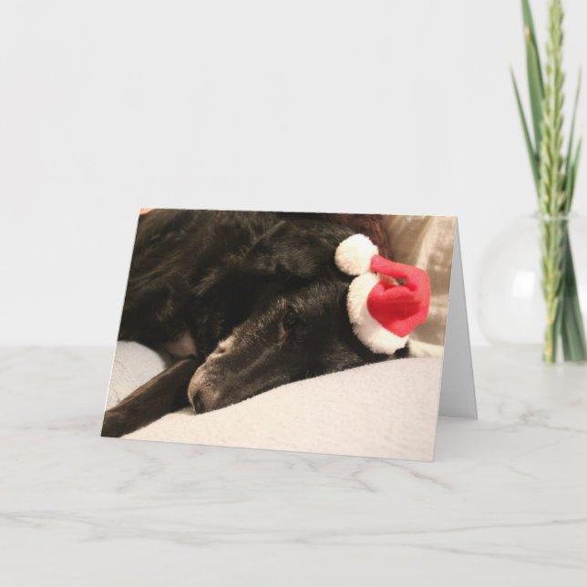 Carte de Noël de chien de délivrance (Devant)