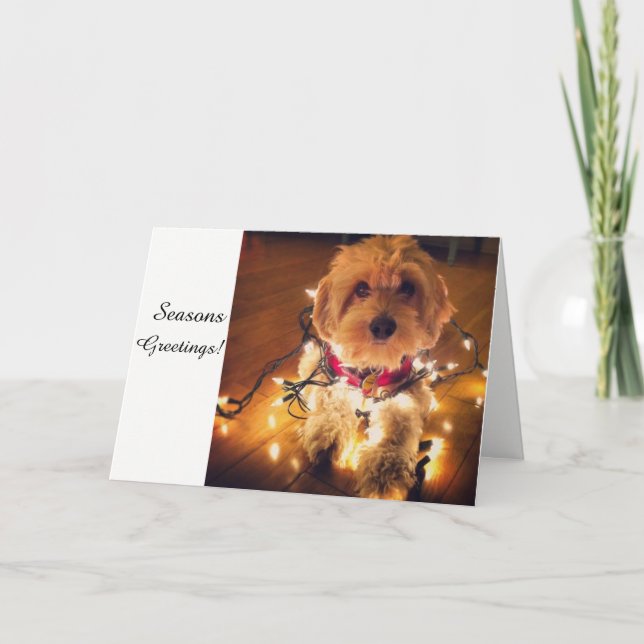Carte de Noël de chiot de Cockapoo (Devant)