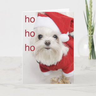 Carte de Noël de Chiot Maltais père Noël