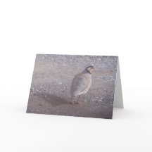 Carte de Noël de Chukar