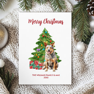 Carte de Noël de la famille avec un Blue Heeler