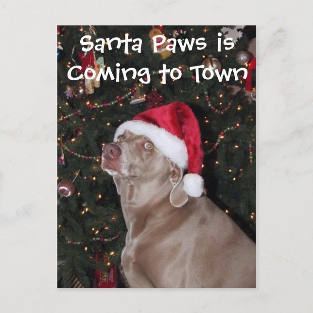 Carte de Noël de la pluie - Chien / Weimaraner (Devant)