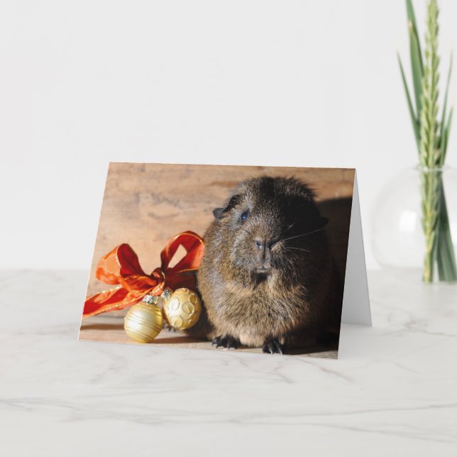 Carte de Noël de porc de Guinée (Devant)