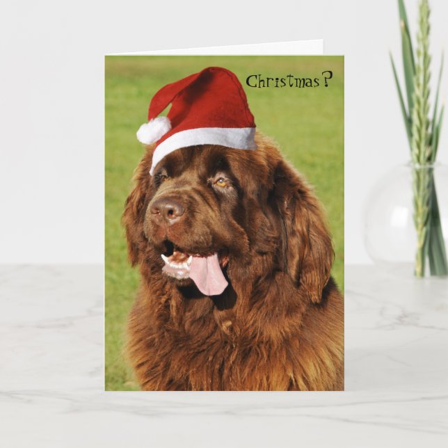Carte de Noël de Terre-Neuve (Devant)