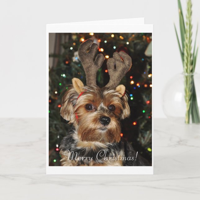 Carte de Noël de Yorkshire Terrier (Devant)