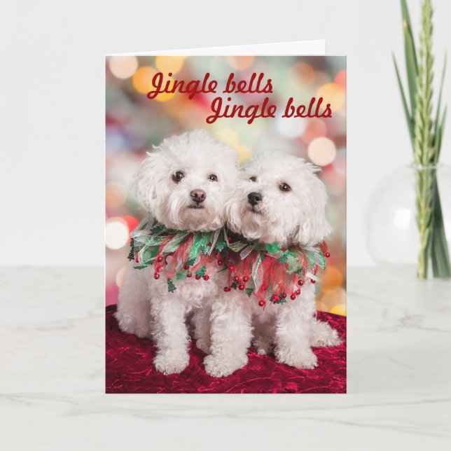 Carte de Noël des chiens de Bichon Frise (Devant)