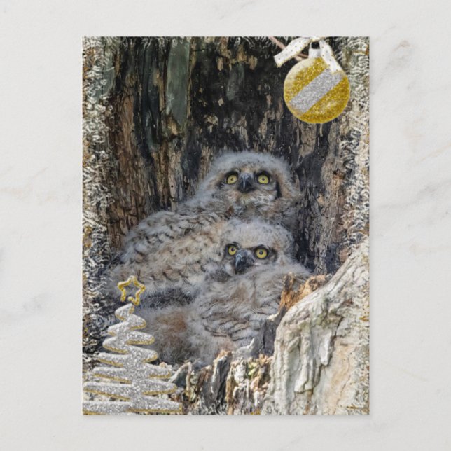 Carte de Noël des Chouettes à grande corne (Devant)