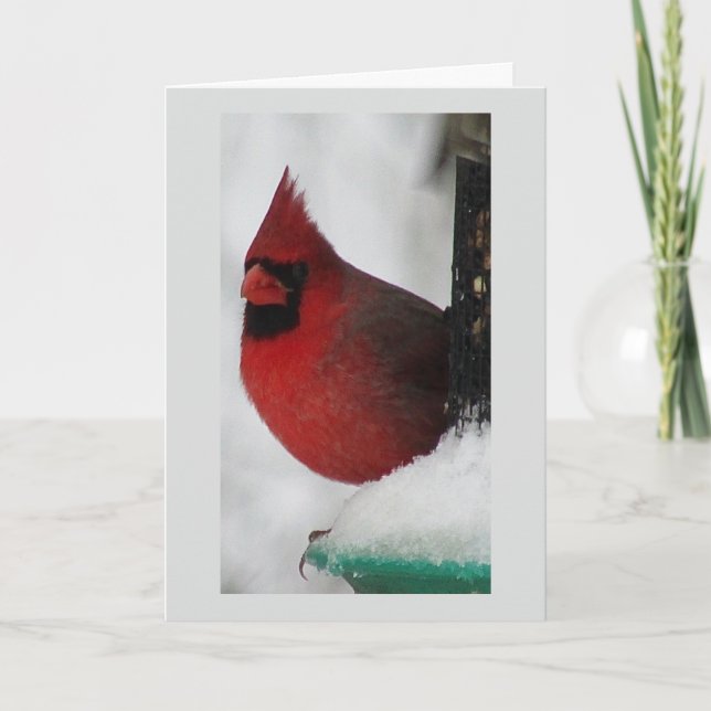 Carte de Noël du cardinal masculin (Devant)